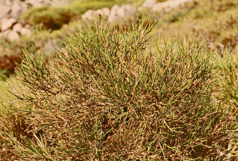 Genista salzmannii